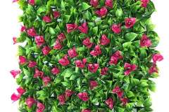 BougainvilleaIvy_480x480
