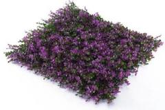 Lavender-wall