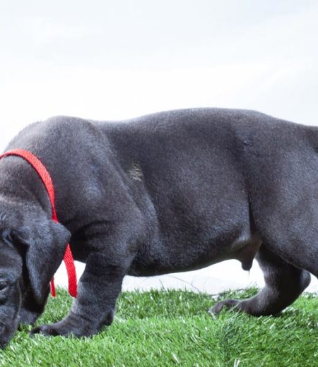 A Dog Smelling Artificial Grass in a West Palm Beach, FL Backyard
