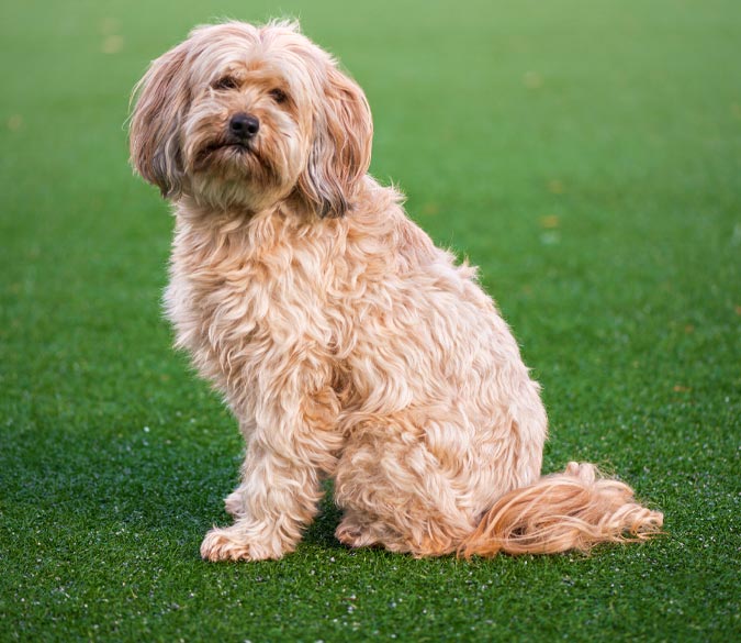 Artificial grass for dogs in Boynton Beach, FL