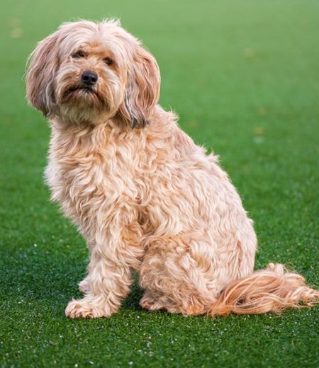 A Dog Sitting on a Patch of Artificial Turf in Palm City, FL