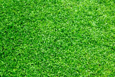A Patch of Synthetic Grass in a Jupiter, Florida Backyard