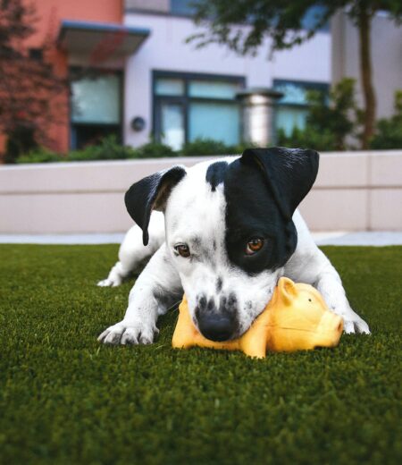Dog Biting a Toy on Synthetic Grass at a West Palm Beach Home